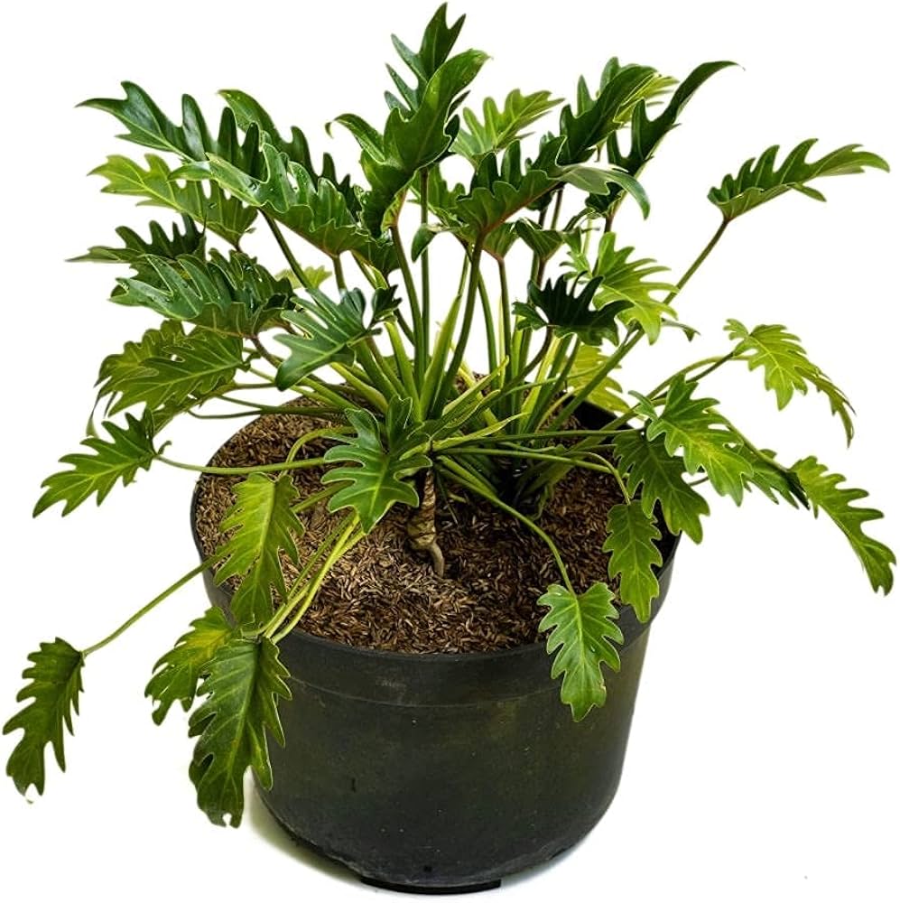 NICHE GARAGE [ Live Plant With Pot] Thaumatophyllum Xanadu Plant